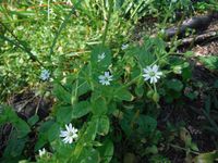 Кучинский лесопарк