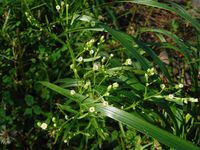 Кучинский лесопарк