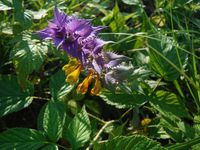 Кучинский лесопарк