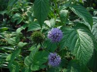 Кучинский лесопарк