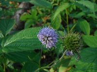 Кучинский лесопарк