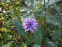 Кучинский лесопарк