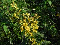 Кучинский лесопарк