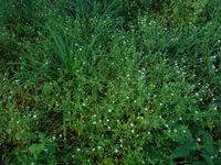 Кучинский лесопарк