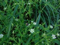 Кучинский лесопарк