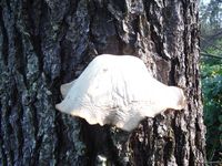 Кучинский лесопарк