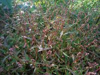 Кучинский лесопарк