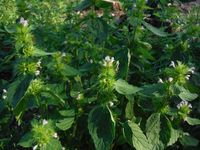 Кучинский лесопарк