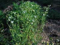 Кучинский лесопарк