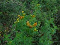 Кучинский лесопарк