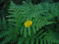 Кучинский лесопарк