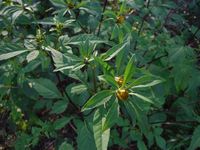 Кучинский лесопарк