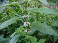 Кучинский лесопарк