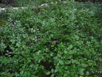 Кучинский лесопарк