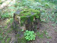 Кучинский лесопарк