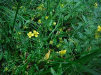 Кучинский лесопарк