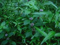 Кучинский лесопарк