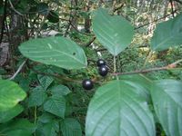 Кучинский лесопарк